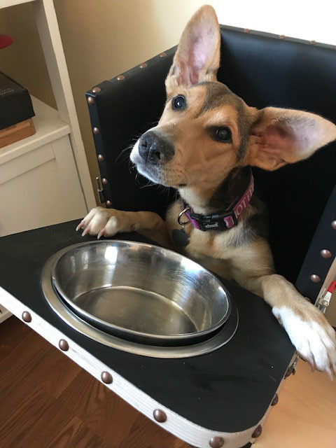 Penny, a Adoptable mixed breed in Santa Maria, CA image 4/10