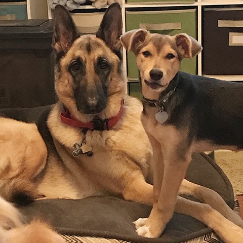 Enlarge Penny, a Adoptable mixed breed in Santa Maria, CA image 5/6