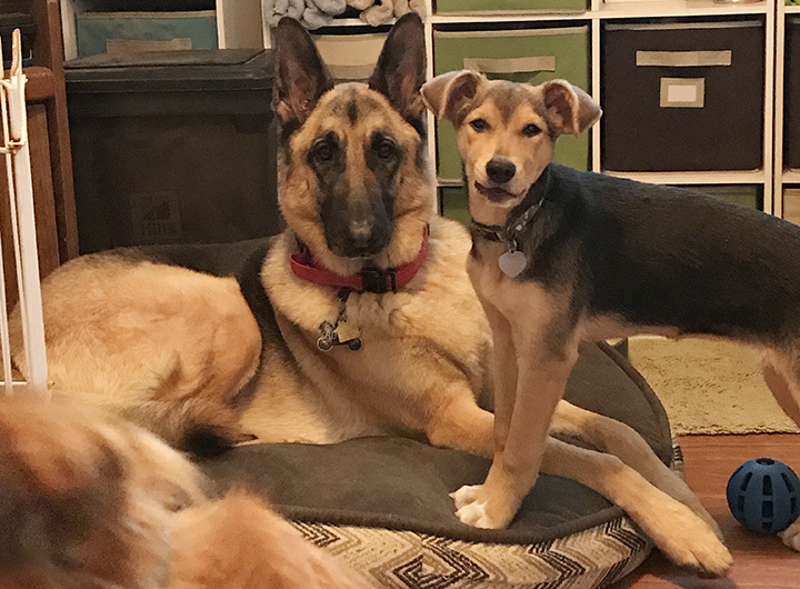 Penny, a Adoptable mixed breed in Santa Maria, CA image 5/10