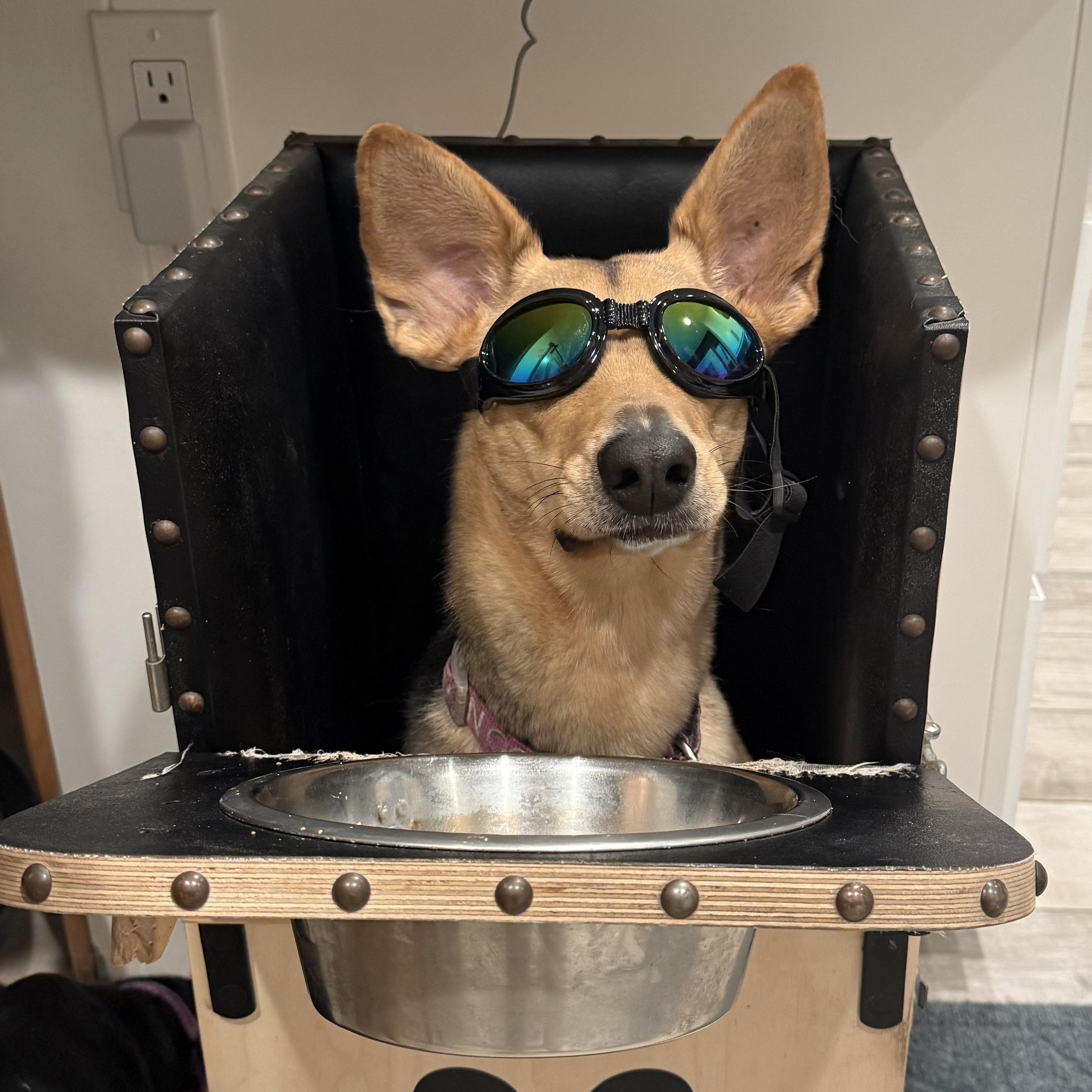 Penny, Adoptable, Young Female German Shepherd Dog.