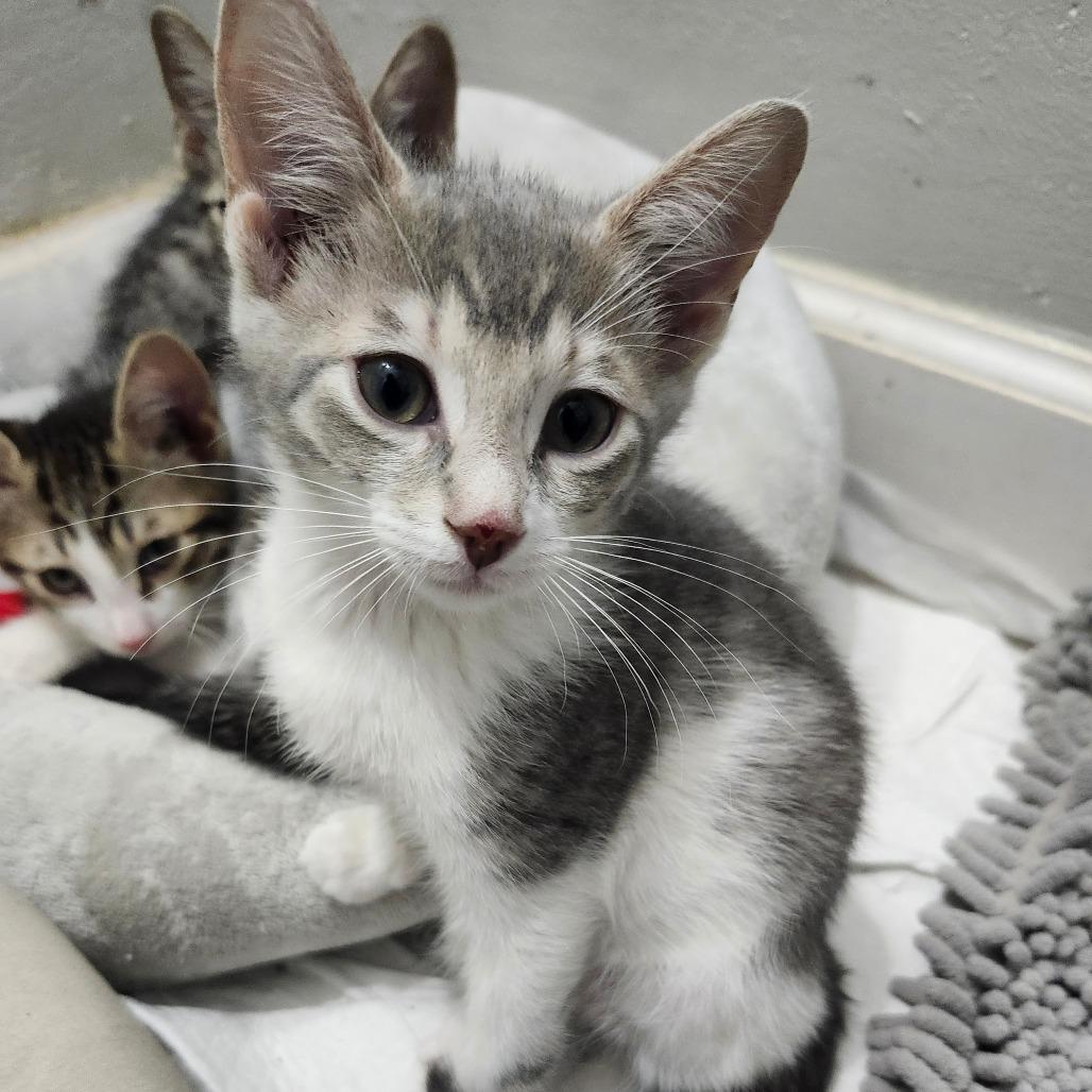 Enlarge Betsie Haines-AR, a Adoptable Domestic Short Hair in Tallahassee, FL image 1/6