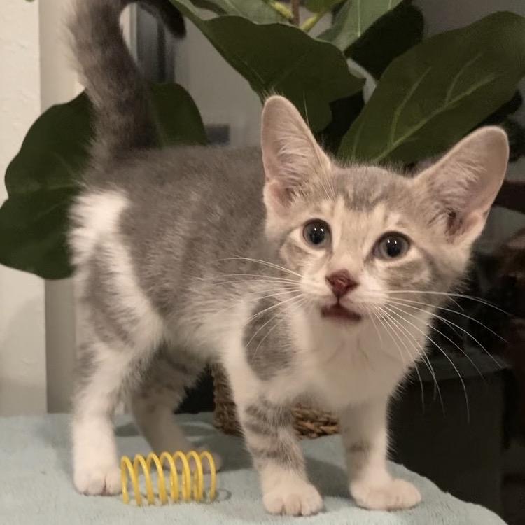 Enlarge Betsie Haines-AR, a Adoptable Domestic Short Hair in Tallahassee, FL image 2/6
