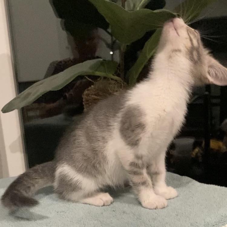 Enlarge Betsie Haines-AR, a Adoptable Domestic Short Hair in Tallahassee, FL image 3/6