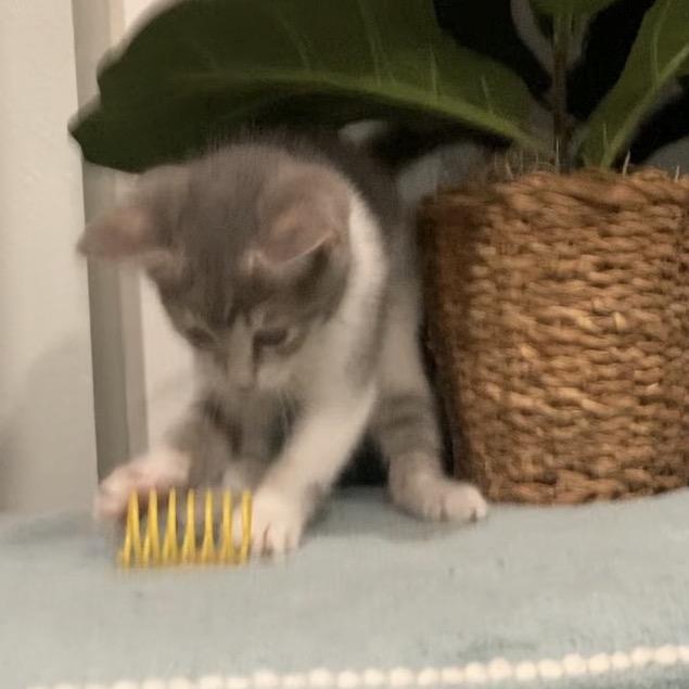 Enlarge Betsie Haines-AR, a Adoptable Domestic Short Hair in Tallahassee, FL image 4/6