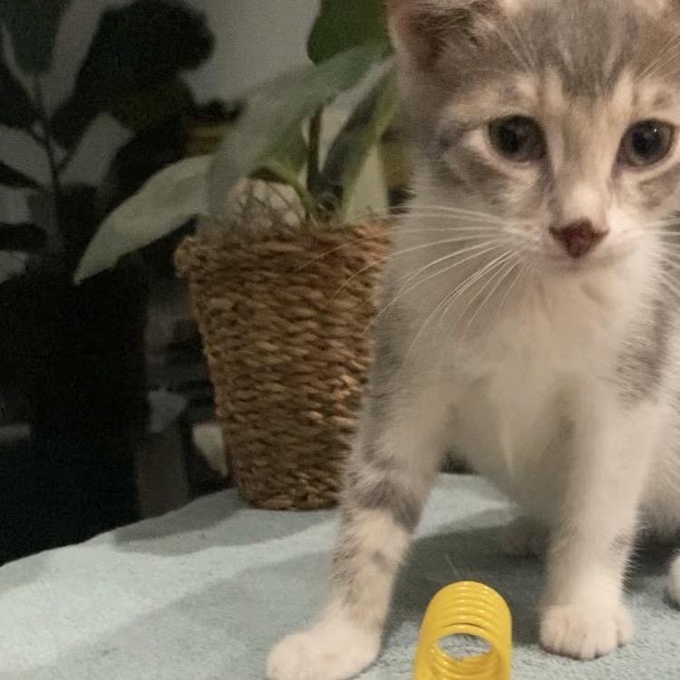 Enlarge Betsie Haines-AR, a Adoptable Domestic Short Hair in Tallahassee, FL image 5/6