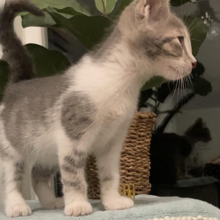 Enlarge Betsie Haines-AR, a Adoptable Domestic Short Hair in Tallahassee, FL image 6/6