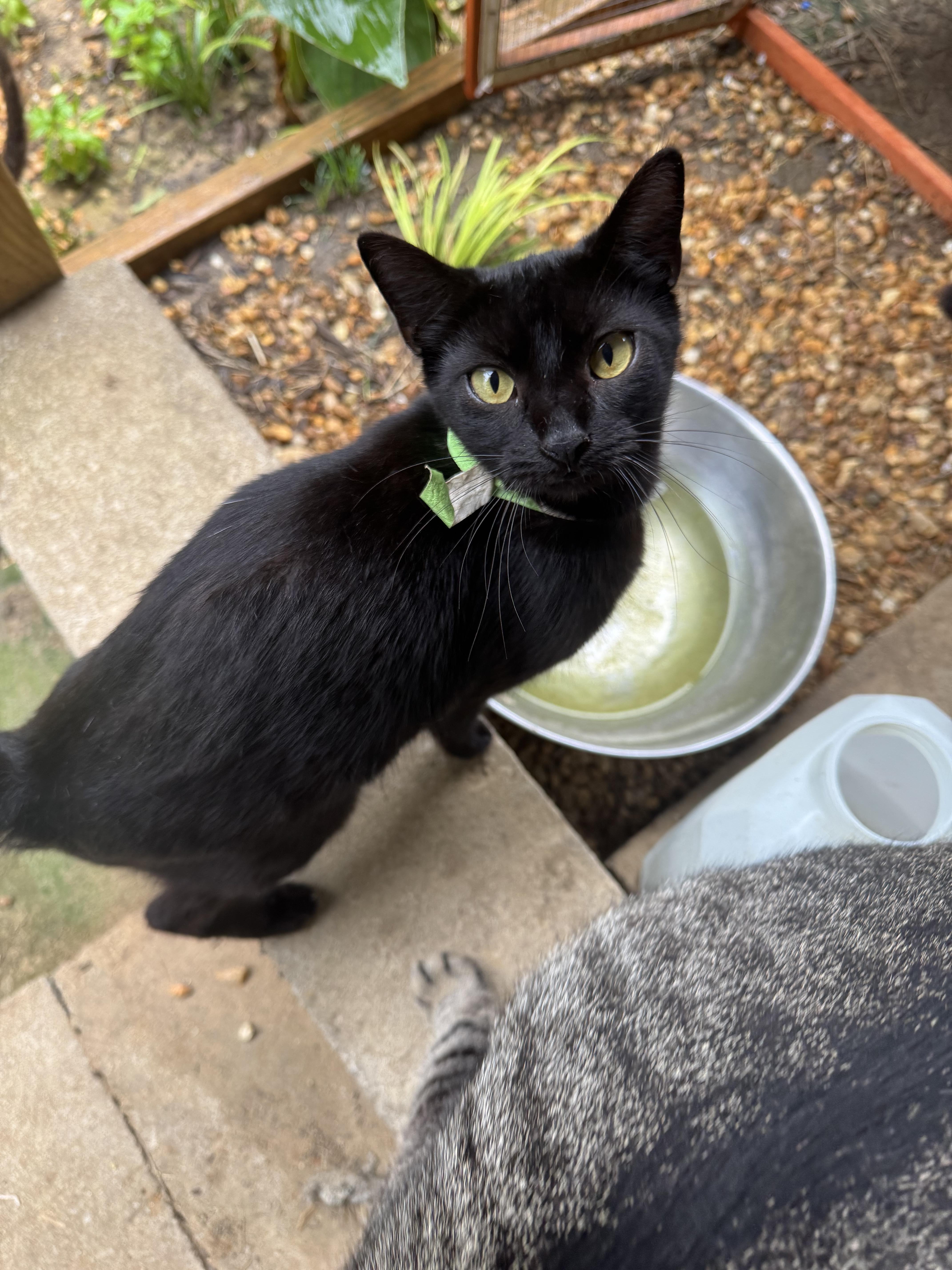 Master Blaster #17883-24, Adult Female Domestic Short Hair