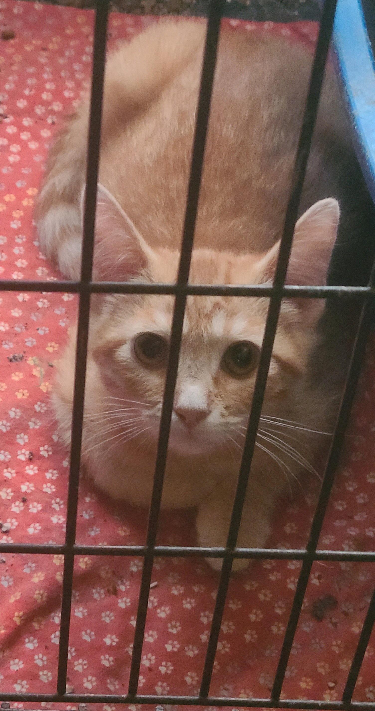 Little Foot, Adoptable, Kitten Male Tabby & Domestic Short Hair.