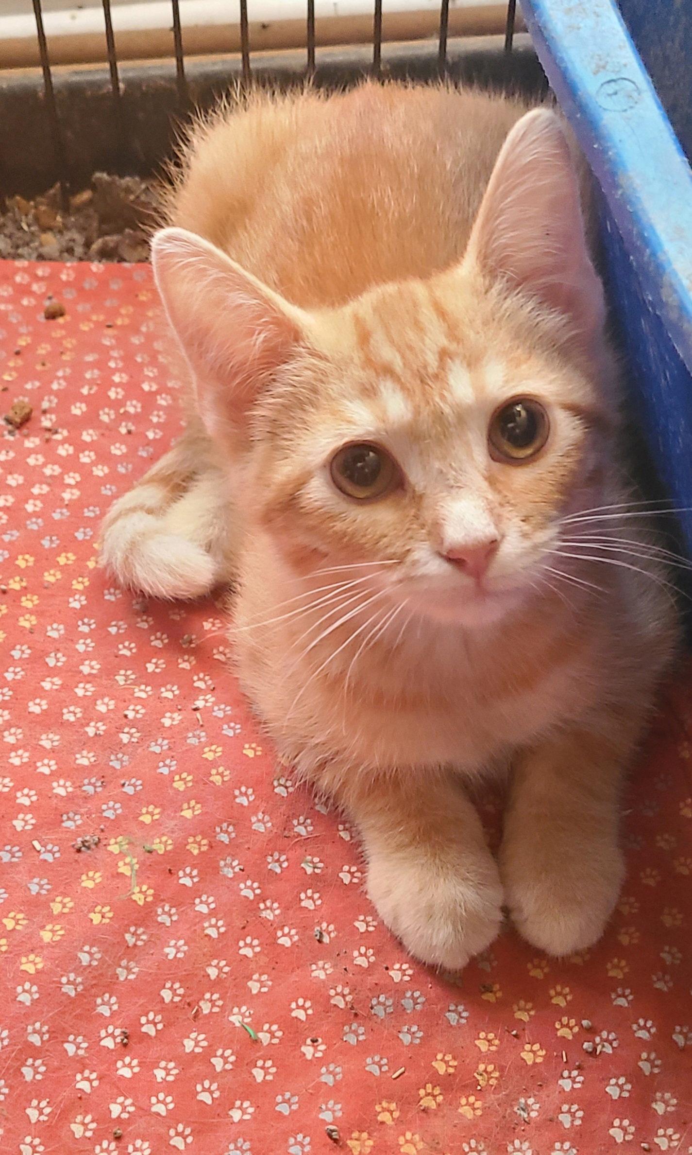 Enlarge Little Foot, a Adoptable mixed breed in Georgetown, KY image 2/3
