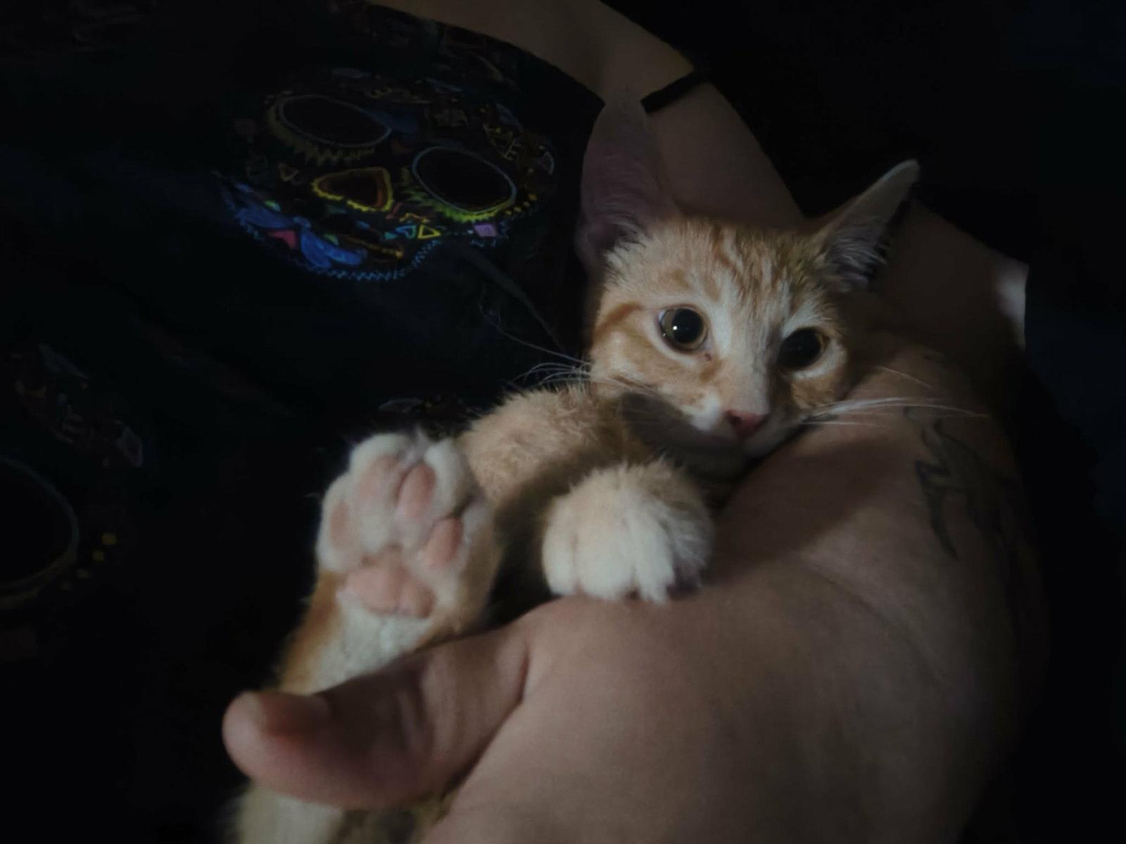Enlarge Little Foot, a Adoptable mixed breed in Georgetown, KY image 3/3