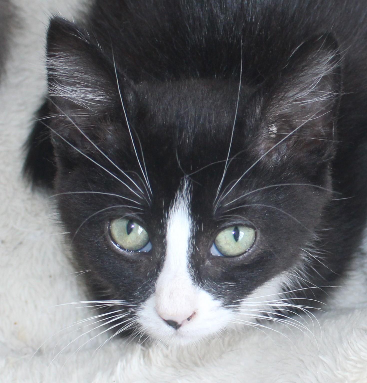 Peanut, an adopted mixed breed in Huron, SD image 2/3