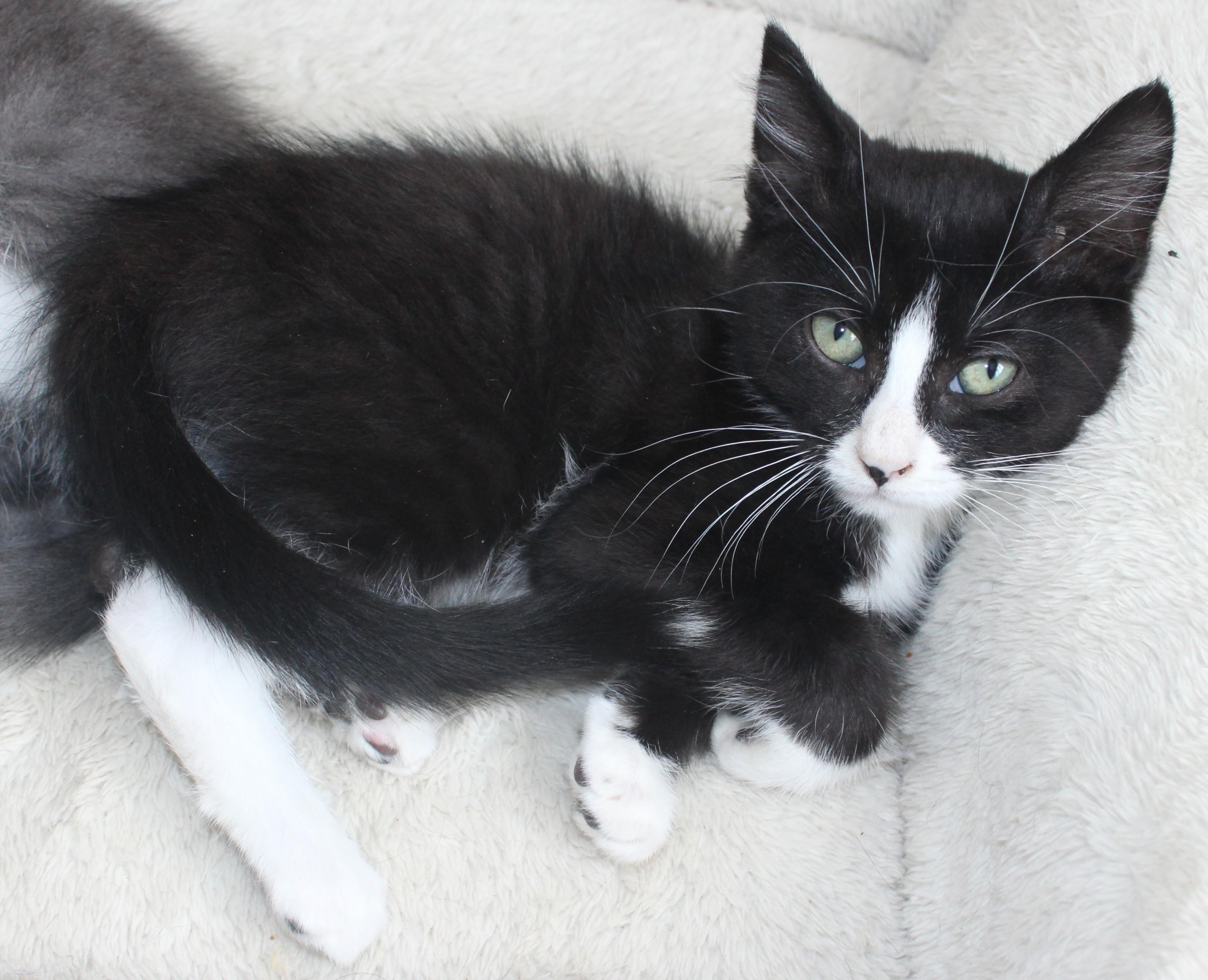Peanut, adopted, Kitten Female Domestic Short Hair.
