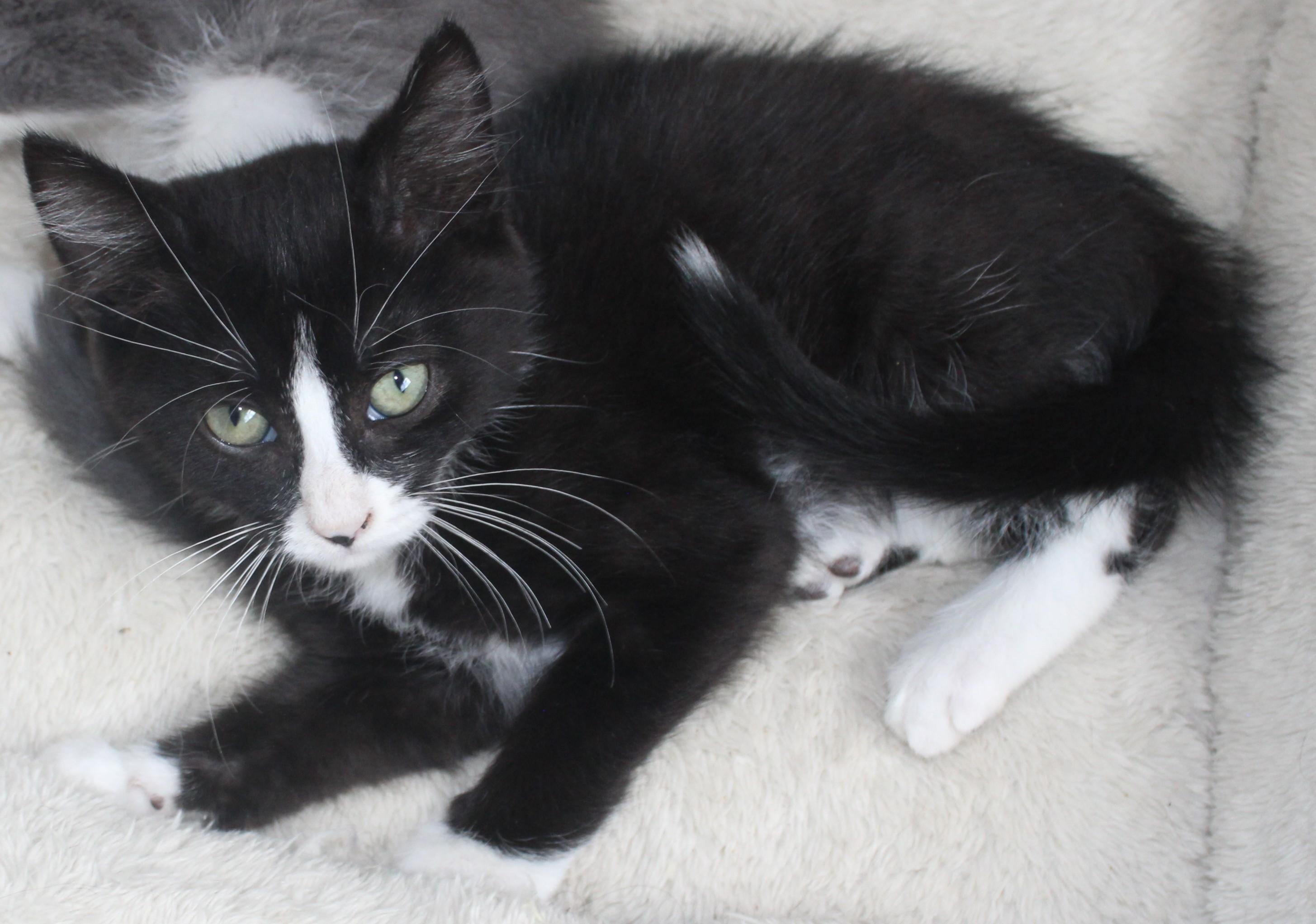 Peanut, an adopted mixed breed in Huron, SD image 3/3