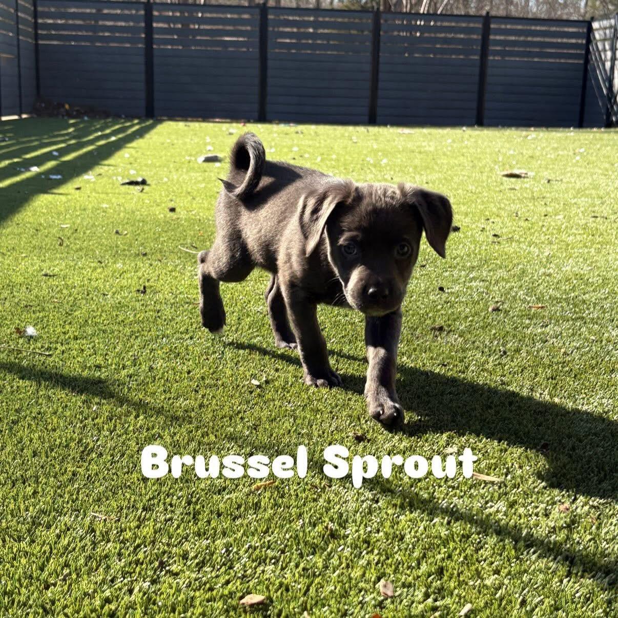 Enlarge Brussel Sprout, a Adoptable Mixed Breed in Charlotte, NC image 1/1