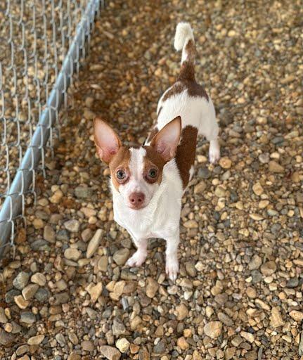Specter, Adoptable, Young Male Chihuahua & Rat Terrier.