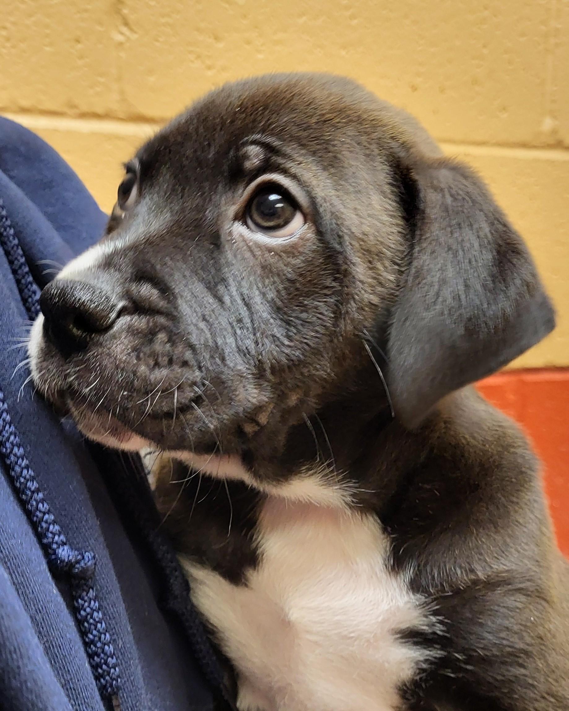 Dr. Pupper, adopted, Puppy Female Bulldog.