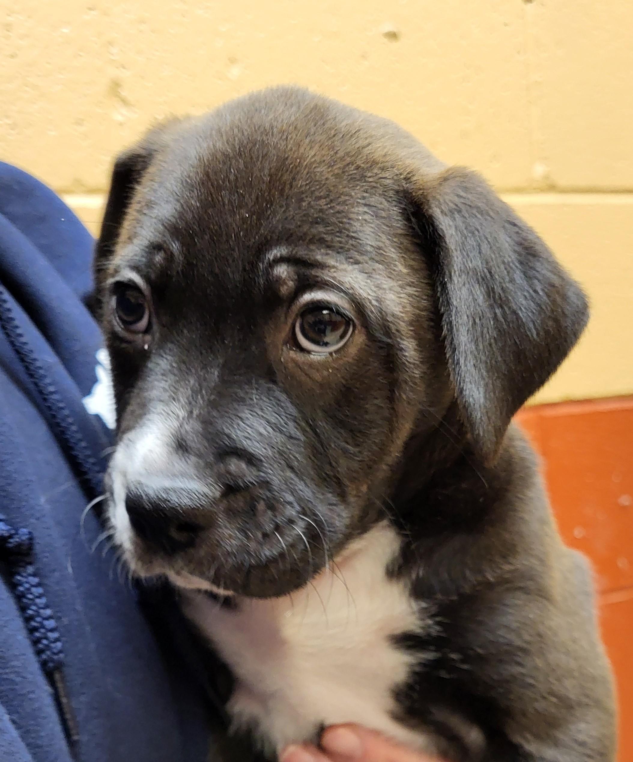 Enlarge Dr. Pupper, an adopted Bulldog in Grayslake, IL image 2/2