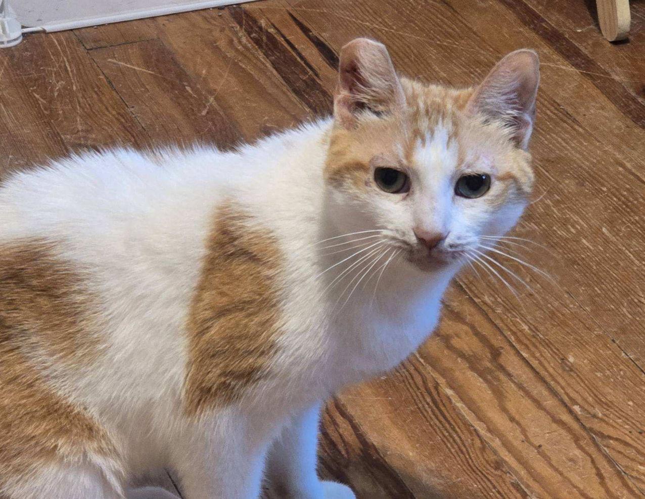 Cheesy Bread, Adoptable, Senior Female Domestic Short Hair.