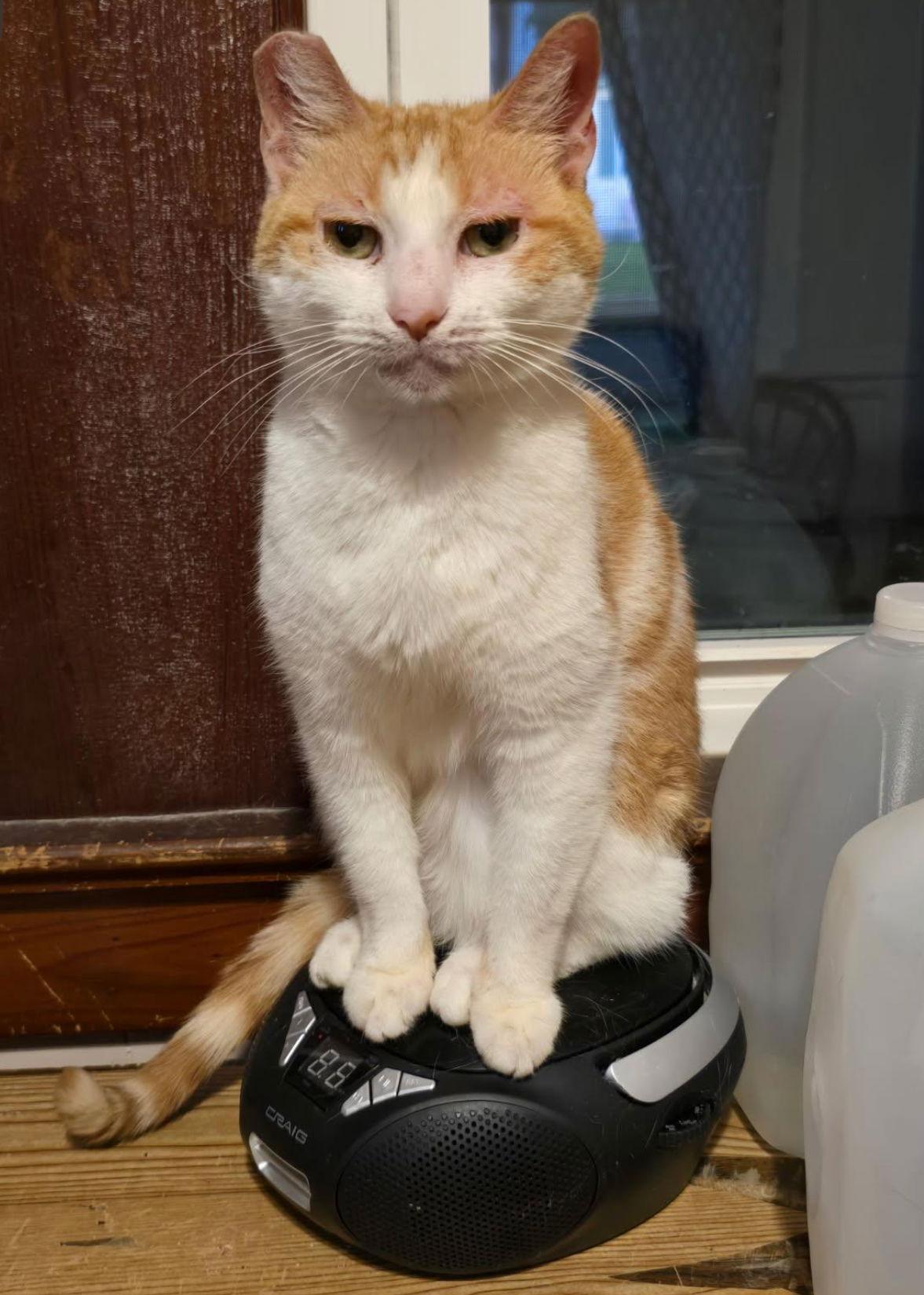 Enlarge Cheesy Bread, a Adoptable Domestic Short Hair in Woodbury, NJ image 2/3