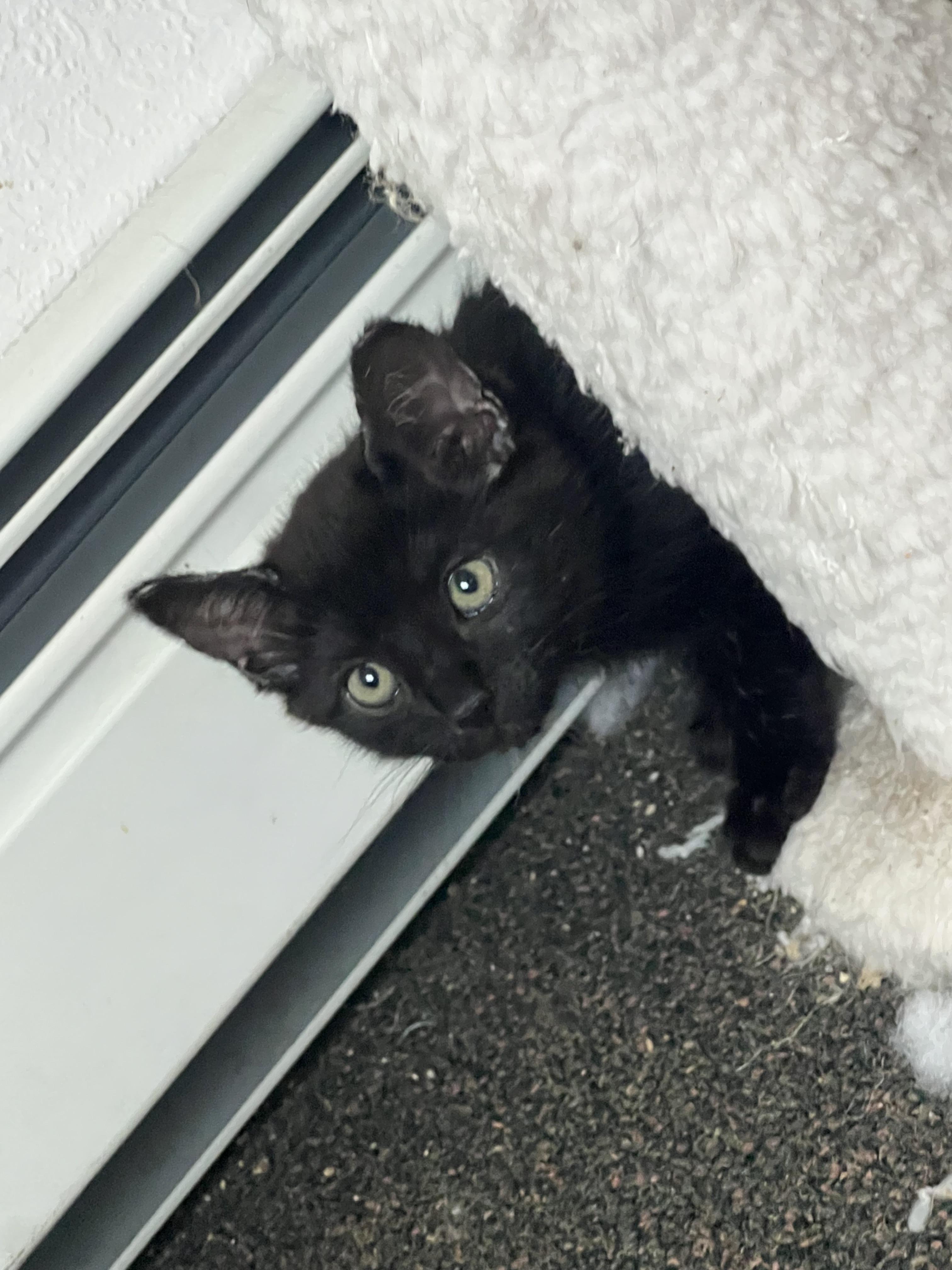 Chili, a Adoptable mixed breed in Anchorage, AK image 2/8