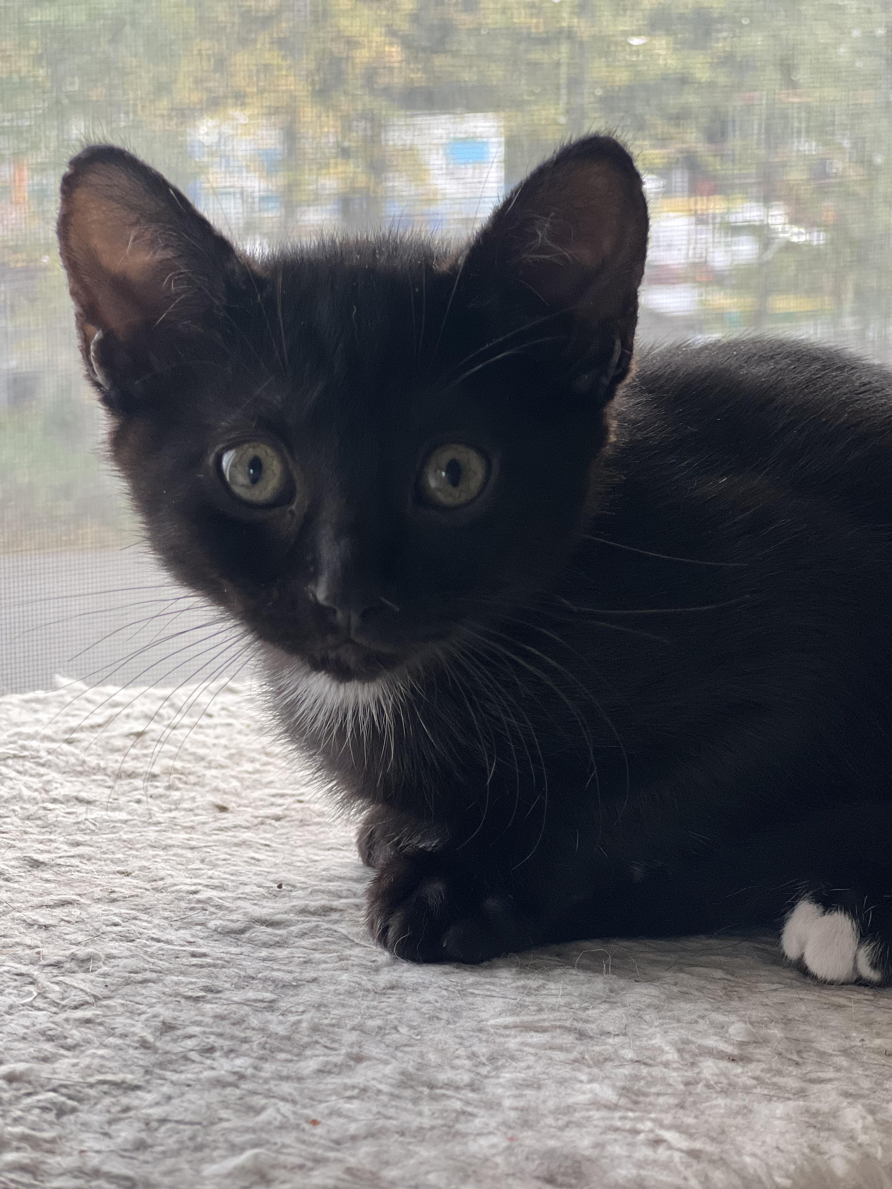 Chili, a Adoptable mixed breed in Anchorage, AK image 3/8