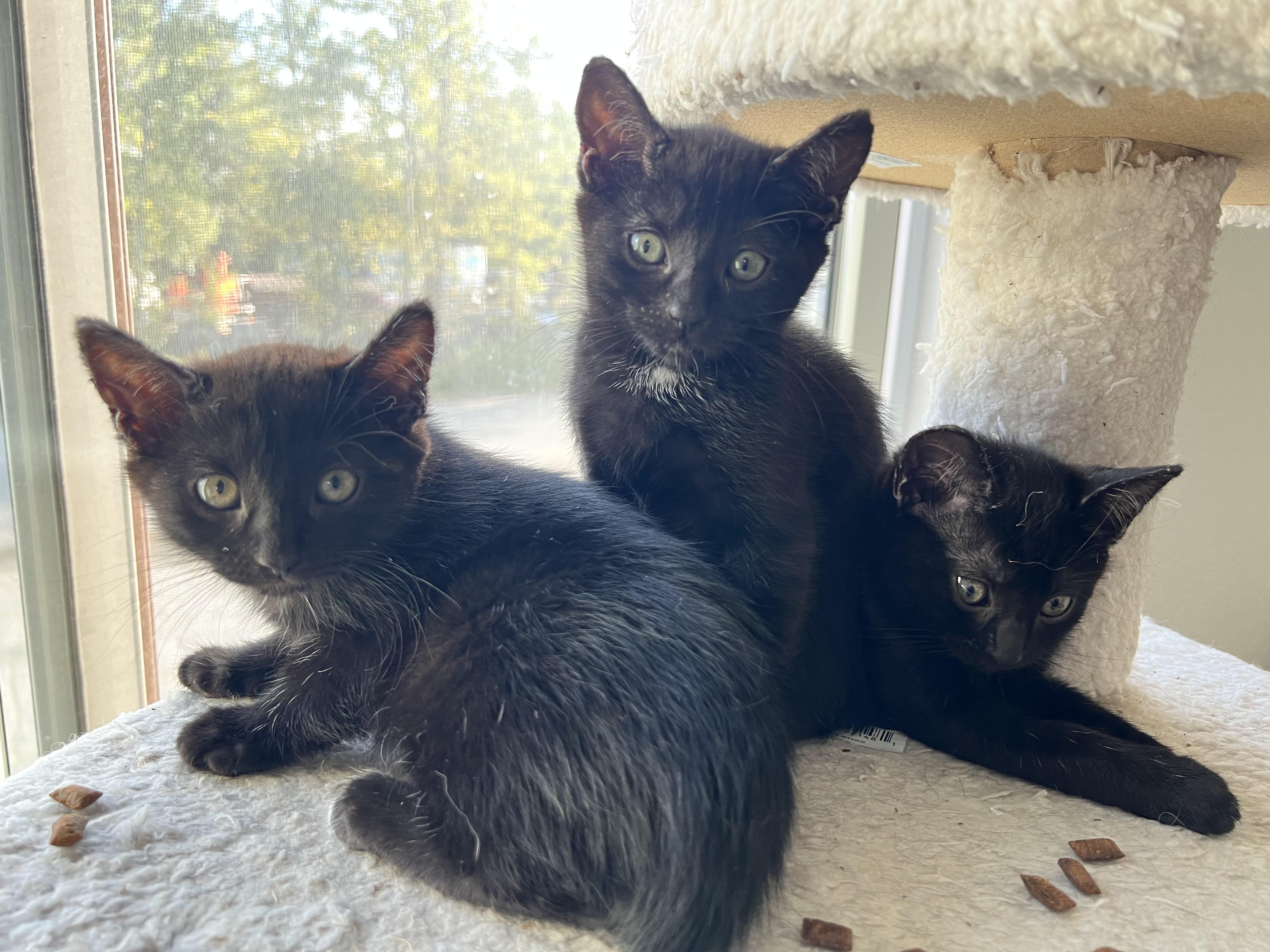 Chili, a Adoptable mixed breed in Anchorage, AK image 4/8