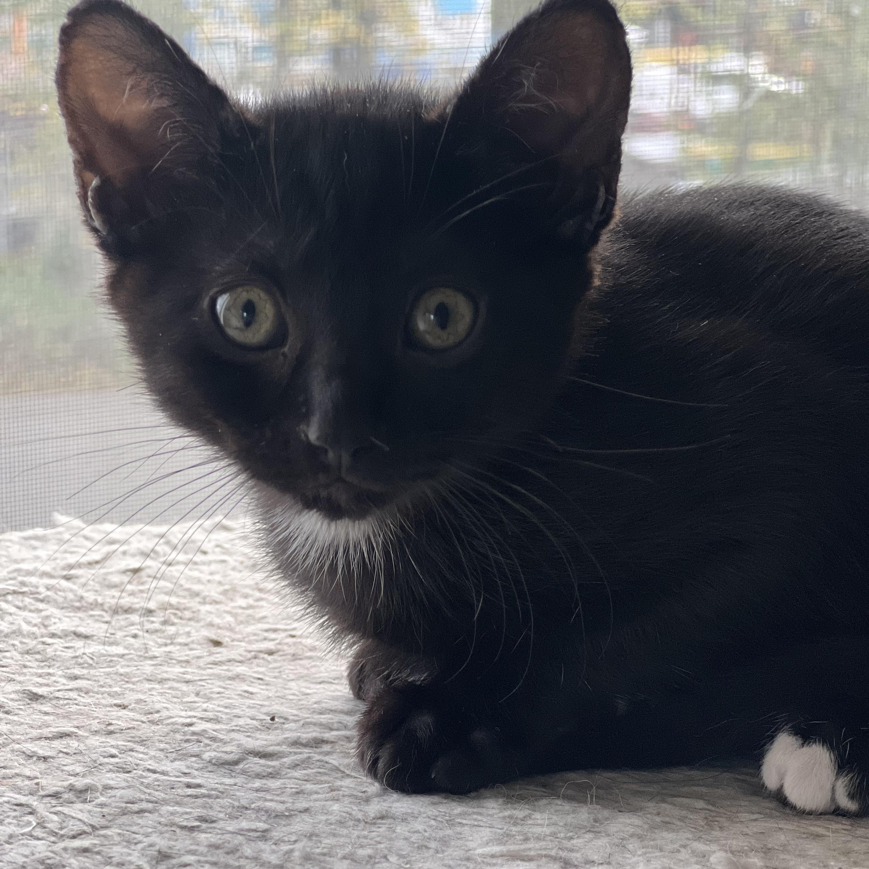 Chili, a Adoptable mixed breed in Anchorage, AK image 6/8