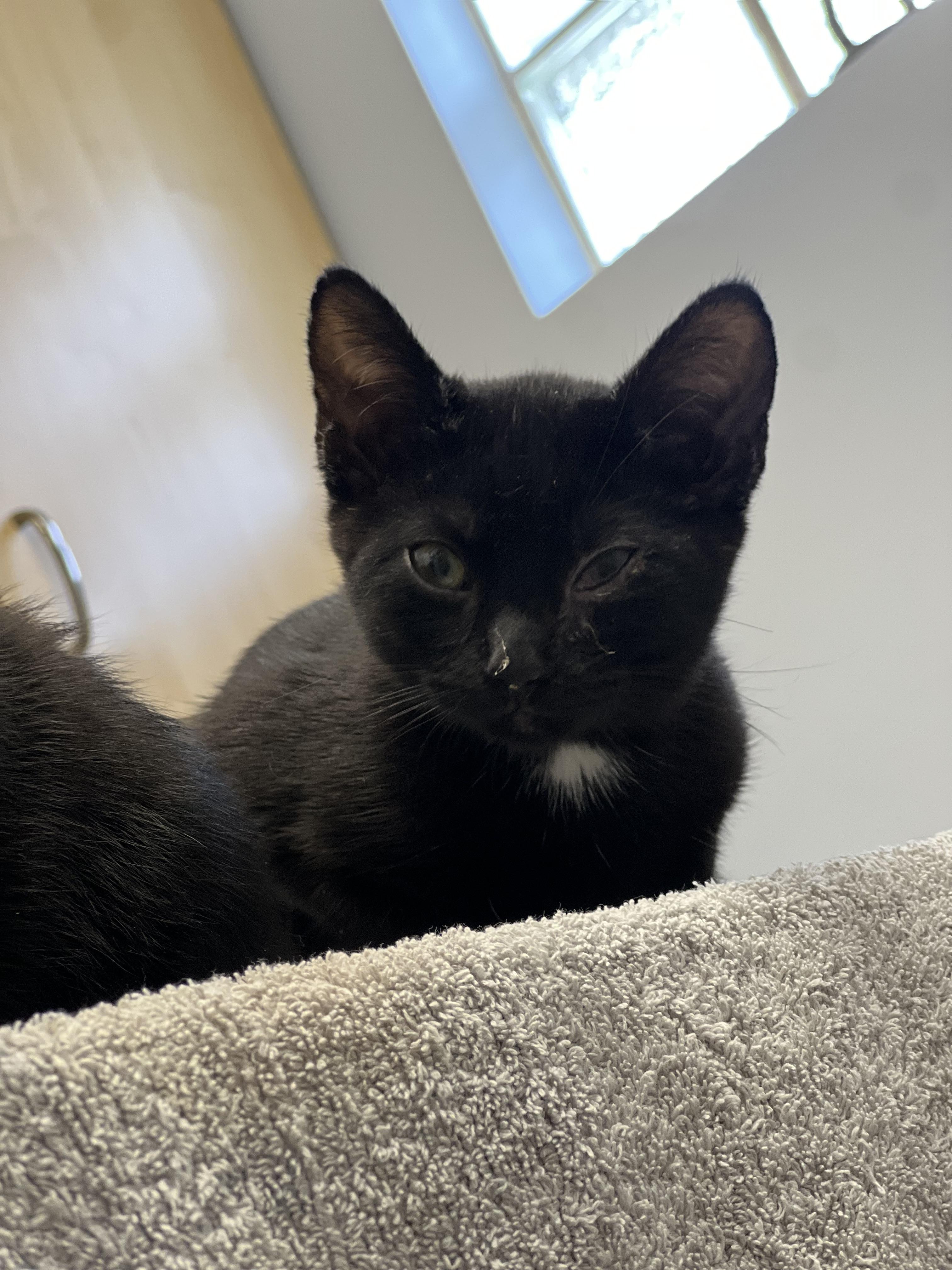 Enlarge Chili, a Adoptable mixed breed in Anchorage, AK image 7/8