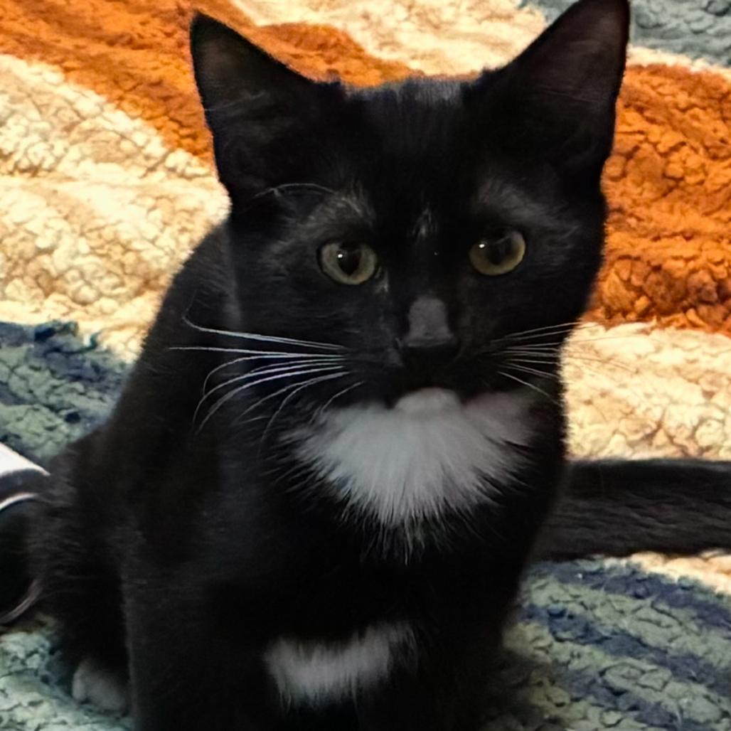 Enlarge Walker, a Adoptable Domestic Short Hair in Ferndale, WA image 1/1