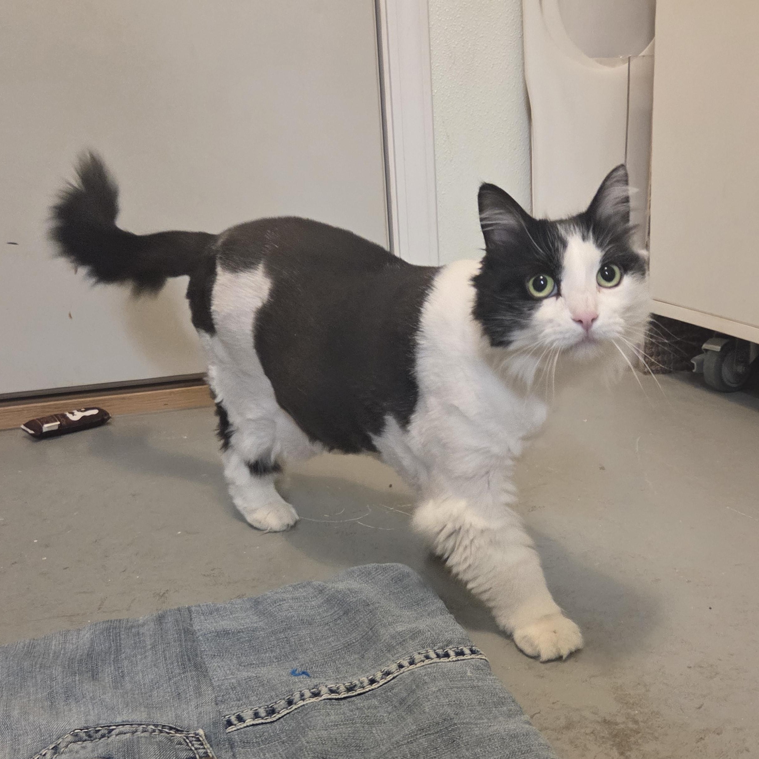 Enlarge Estelle, a Adoptable Domestic Long Hair in Manistique, MI image 2/4