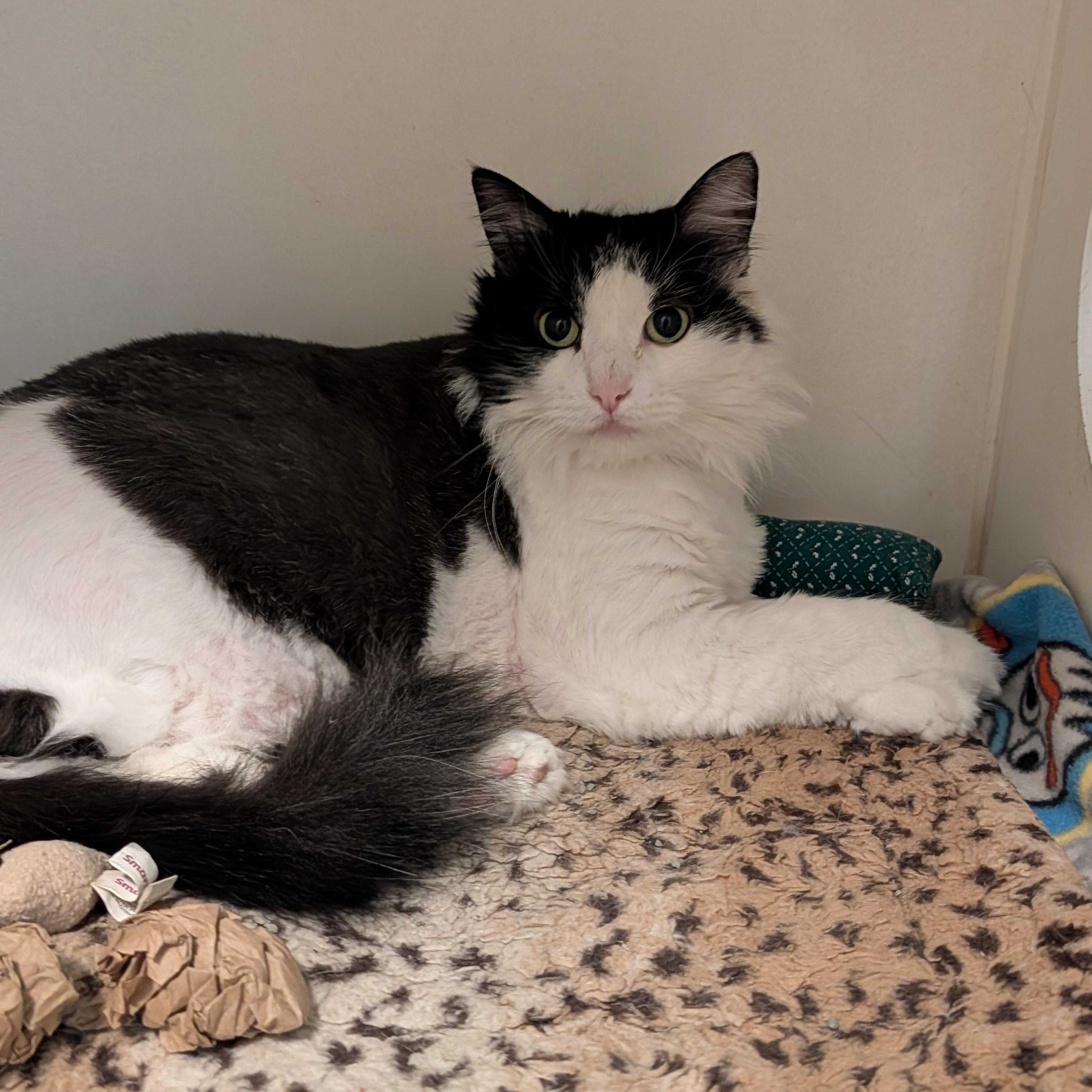 Estelle, Adoptable, Adult Female Domestic Long Hair.
