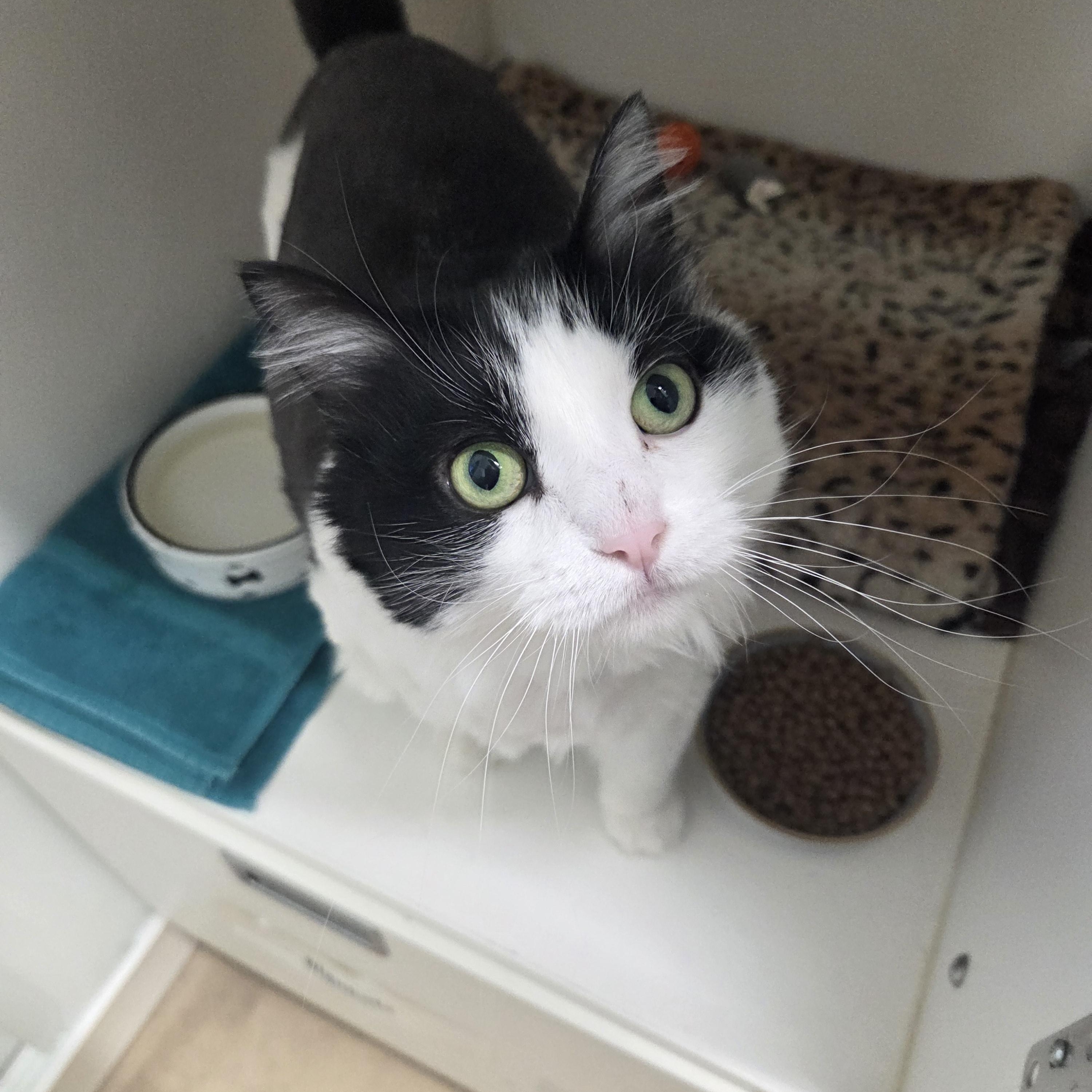 Enlarge Estelle, a Adoptable Domestic Long Hair in Manistique, MI image 3/4