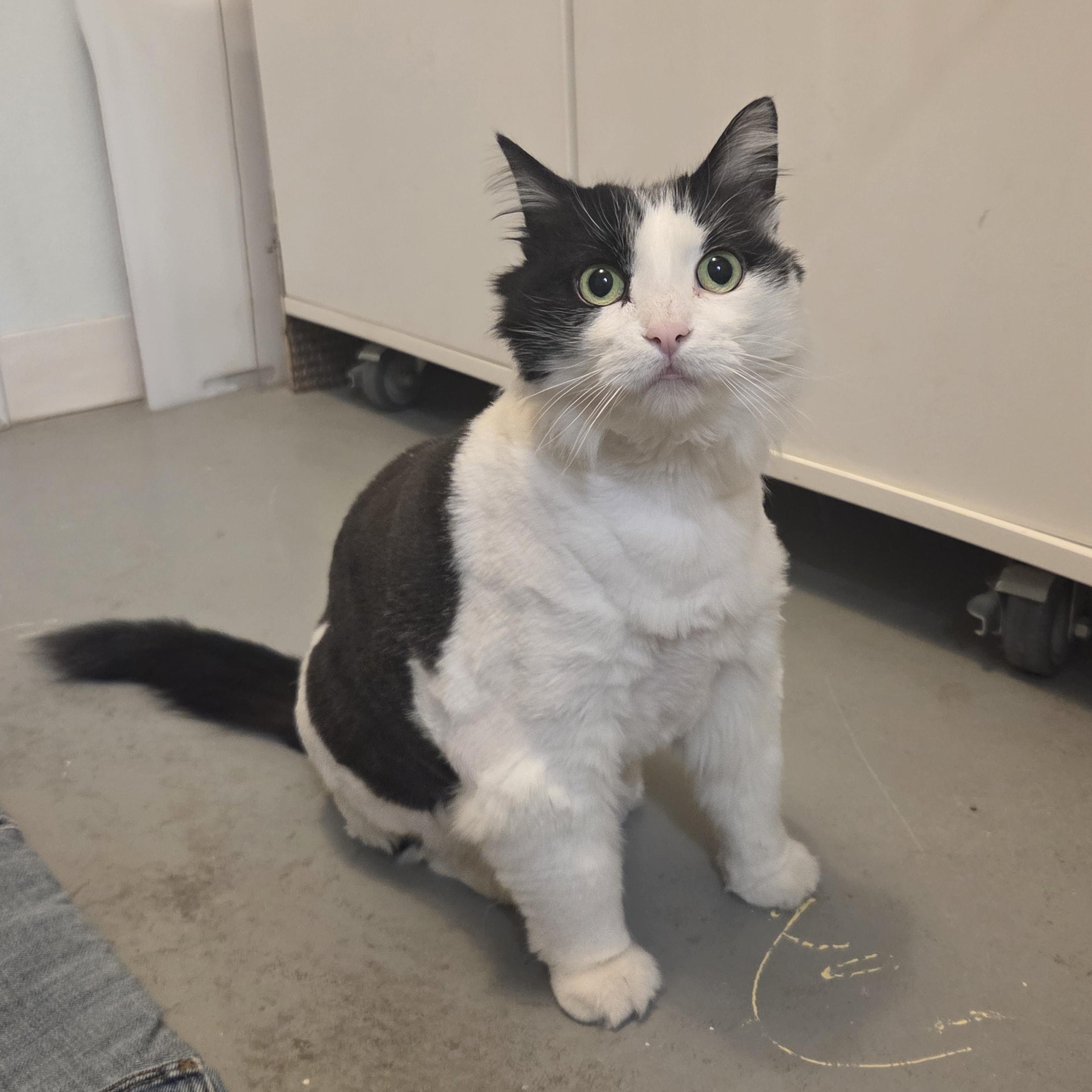 Enlarge Estelle, a Adoptable Domestic Long Hair in Manistique, MI image 4/4
