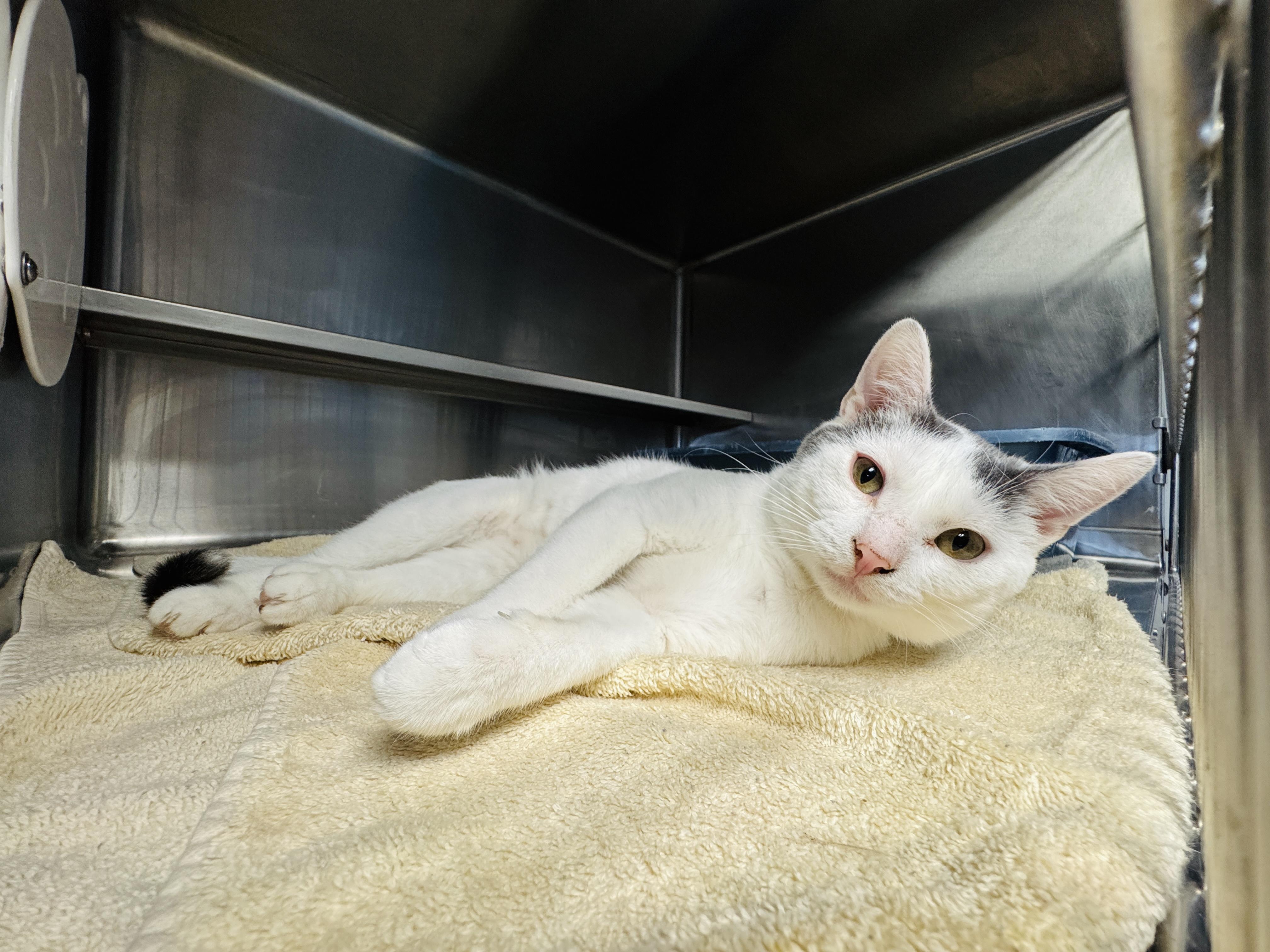 Enlarge Sanford, an adopted Domestic Short Hair in Watertown, WI image 2/3