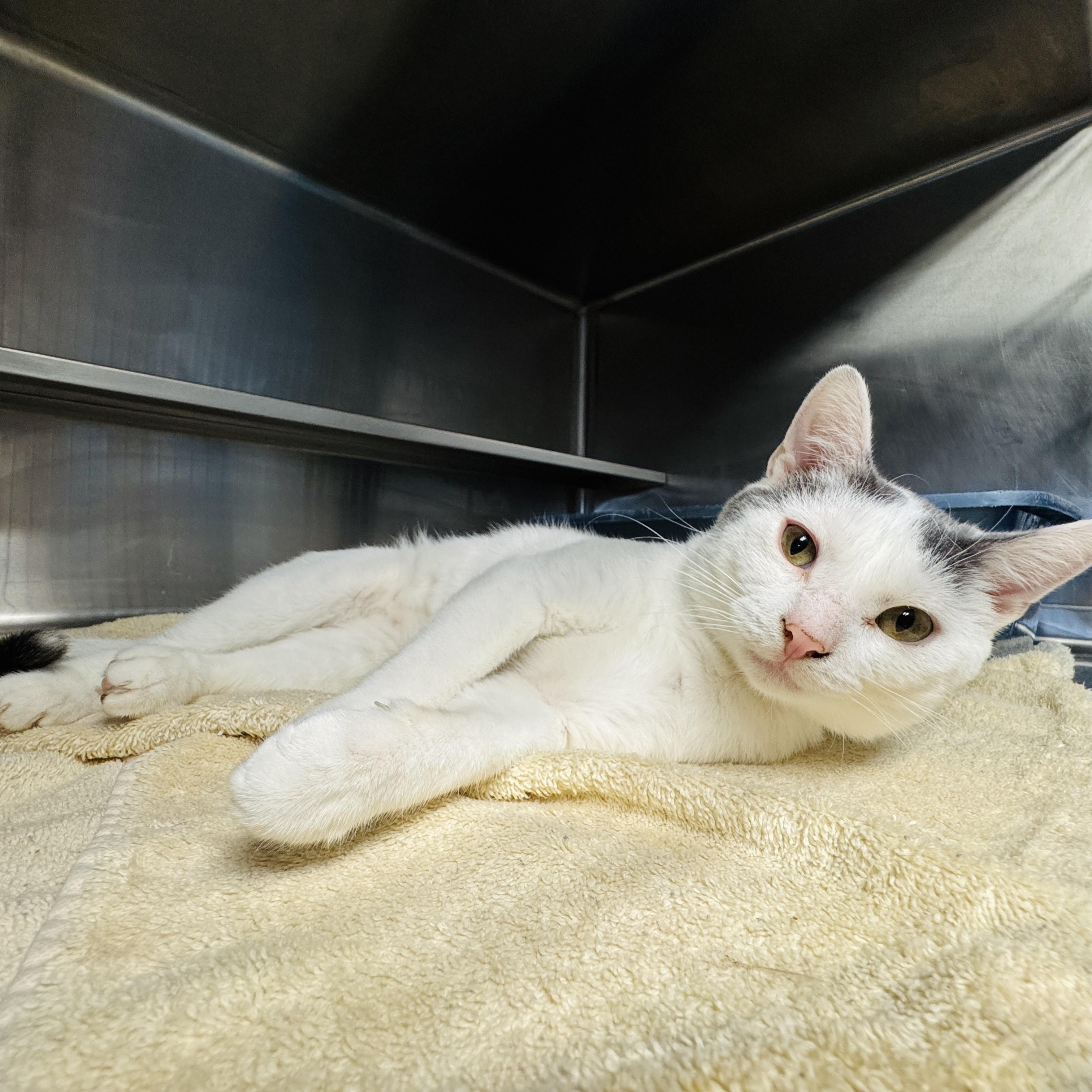 Sanford, an adoptable Domestic Short Hair in Watertown, WI image 1/3