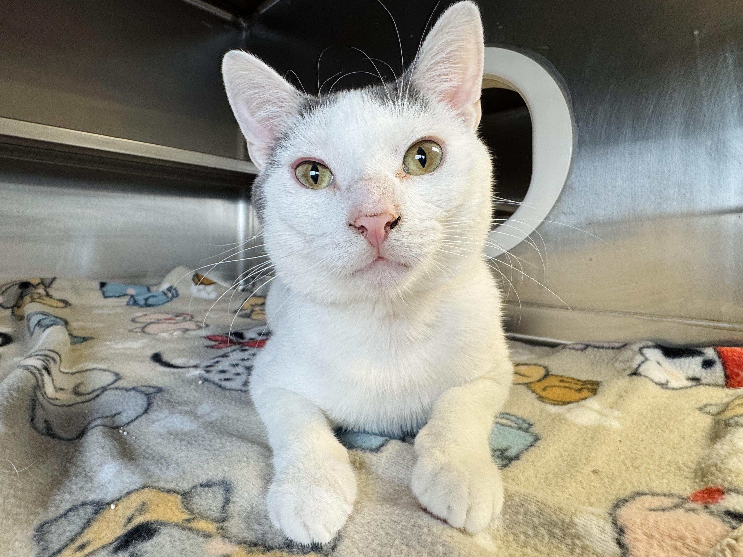 Sanford, adopted, Young Male Domestic Short Hair.