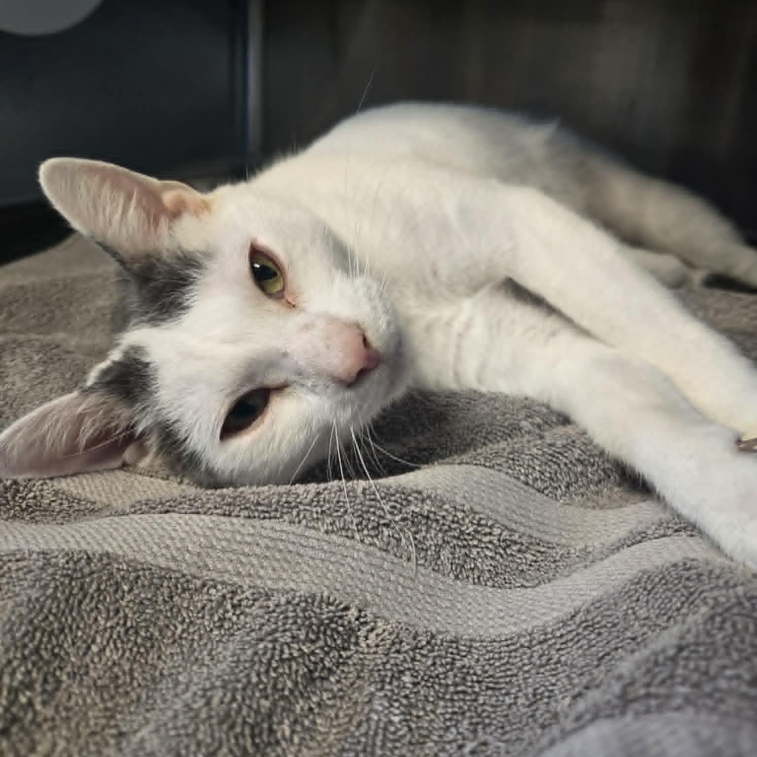 Enlarge Sanford, an adoptable Domestic Short Hair in Watertown, WI image 2/4