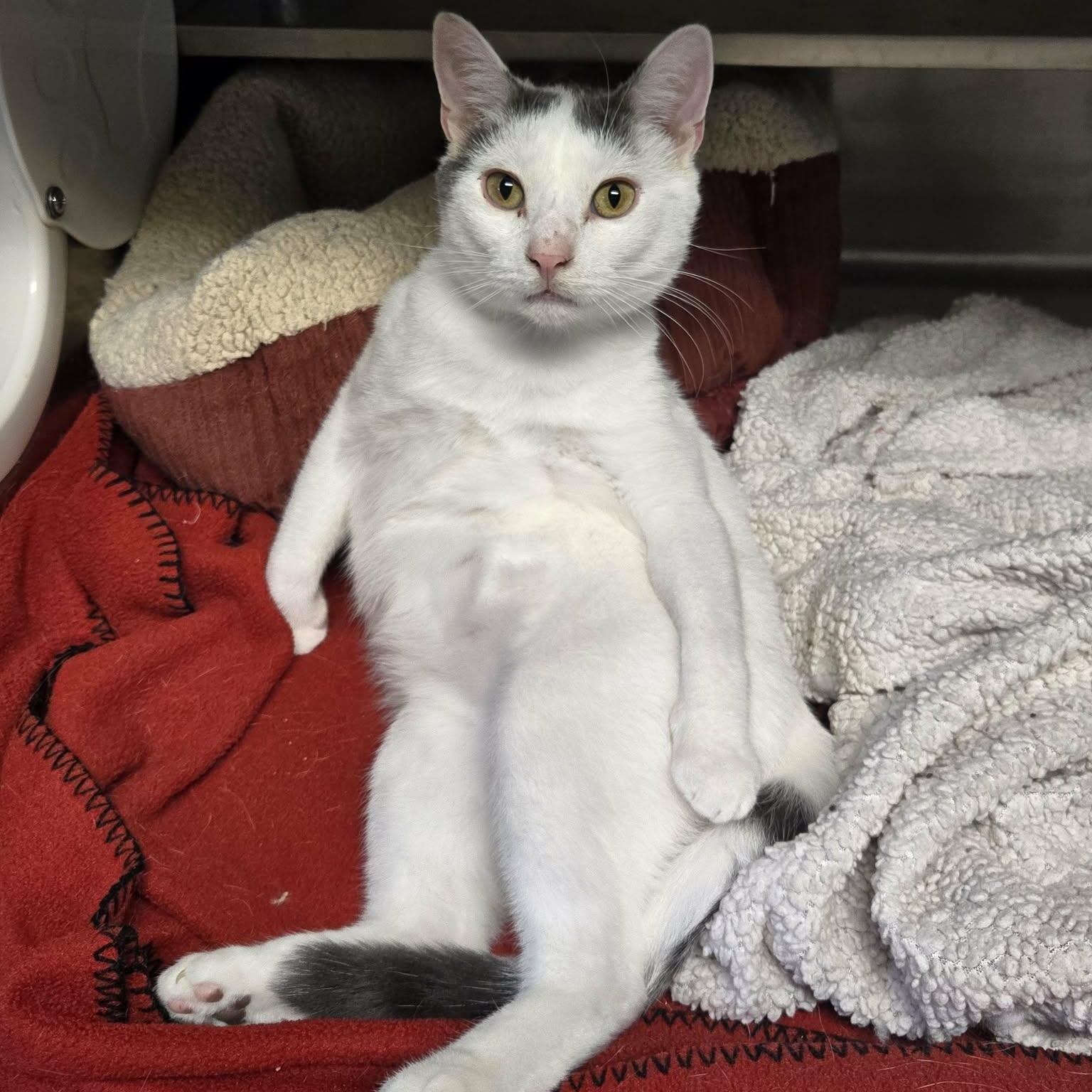 Enlarge Sanford (Hooves and Paws), a Adoptable Domestic Short Hair in Watertown, WI image 1/5