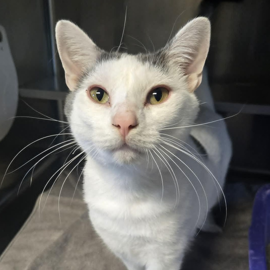 Sanford, adoptable, Young Male Domestic Short Hair.