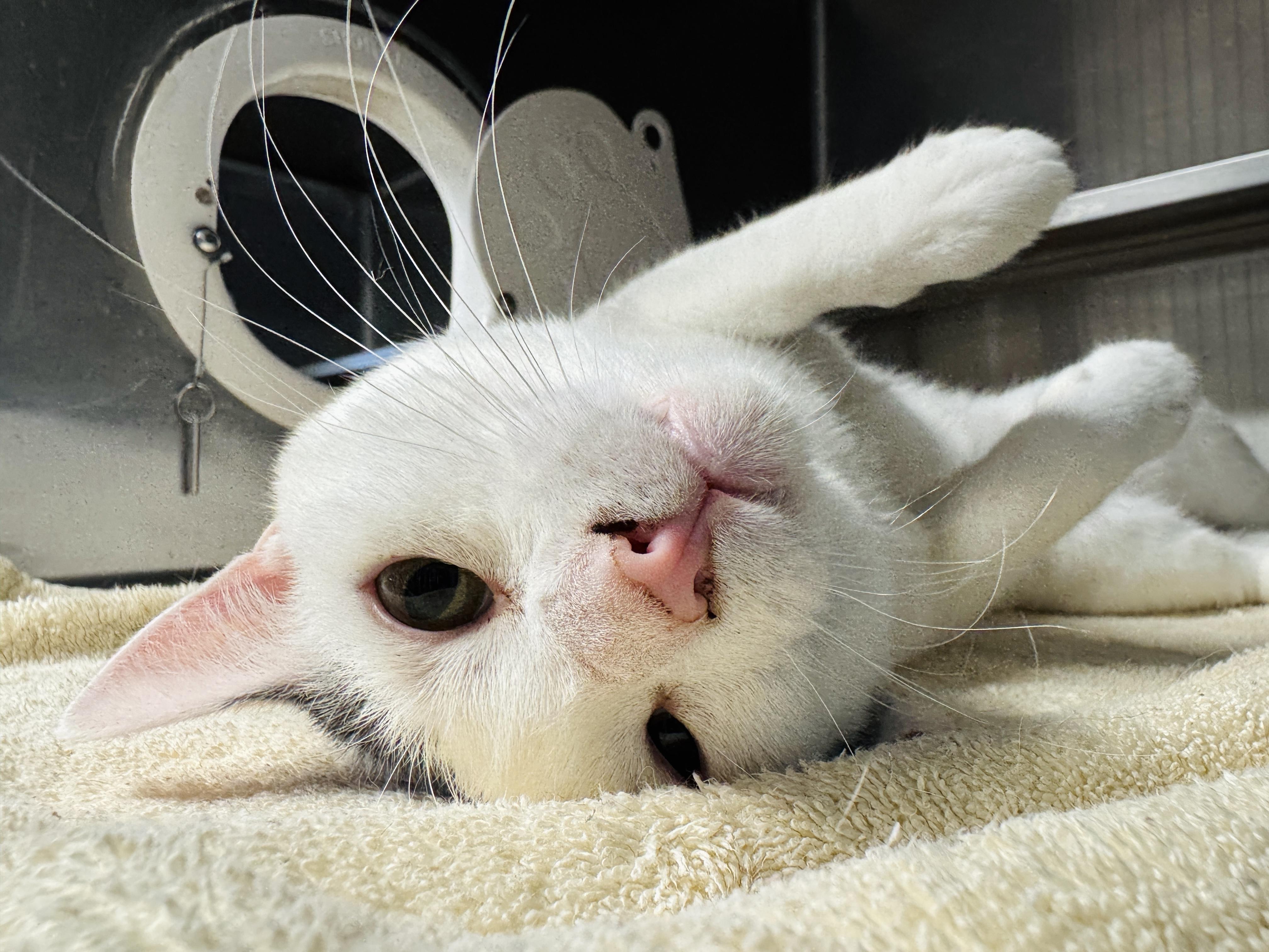 Enlarge Sanford, an adopted Domestic Short Hair in Watertown, WI image 3/3