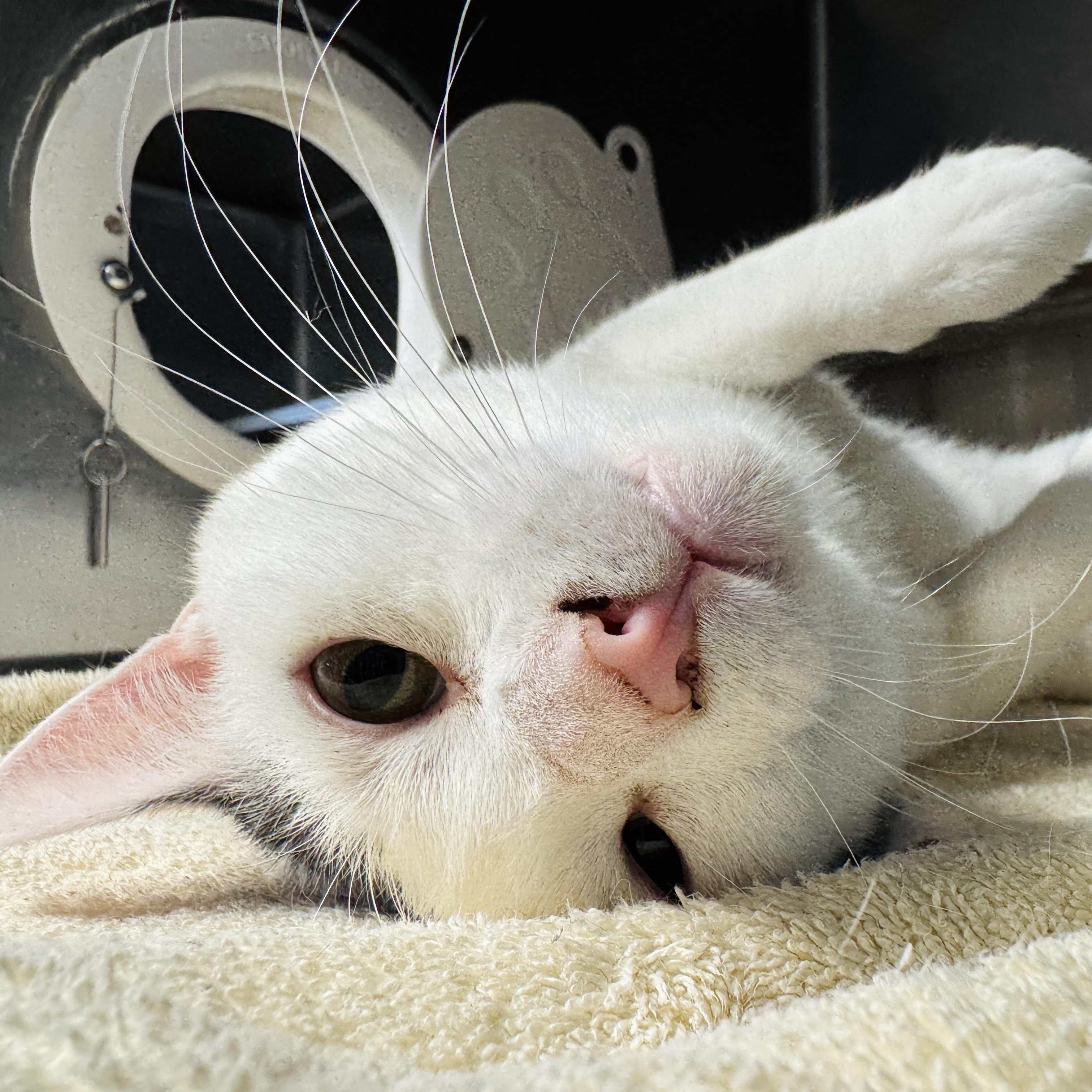 Enlarge Sanford (Hooves and Paws), a Adoptable Domestic Short Hair in Watertown, WI image 4/5
