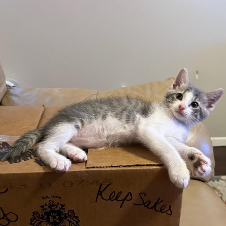Fable-C, Adoptable, Kitten Male Domestic Short Hair.