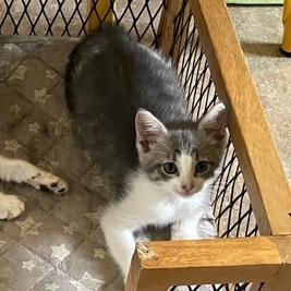 Enlarge Fable-C, a Adoptable Domestic Short Hair in East Saint Louis, IL image 2/5