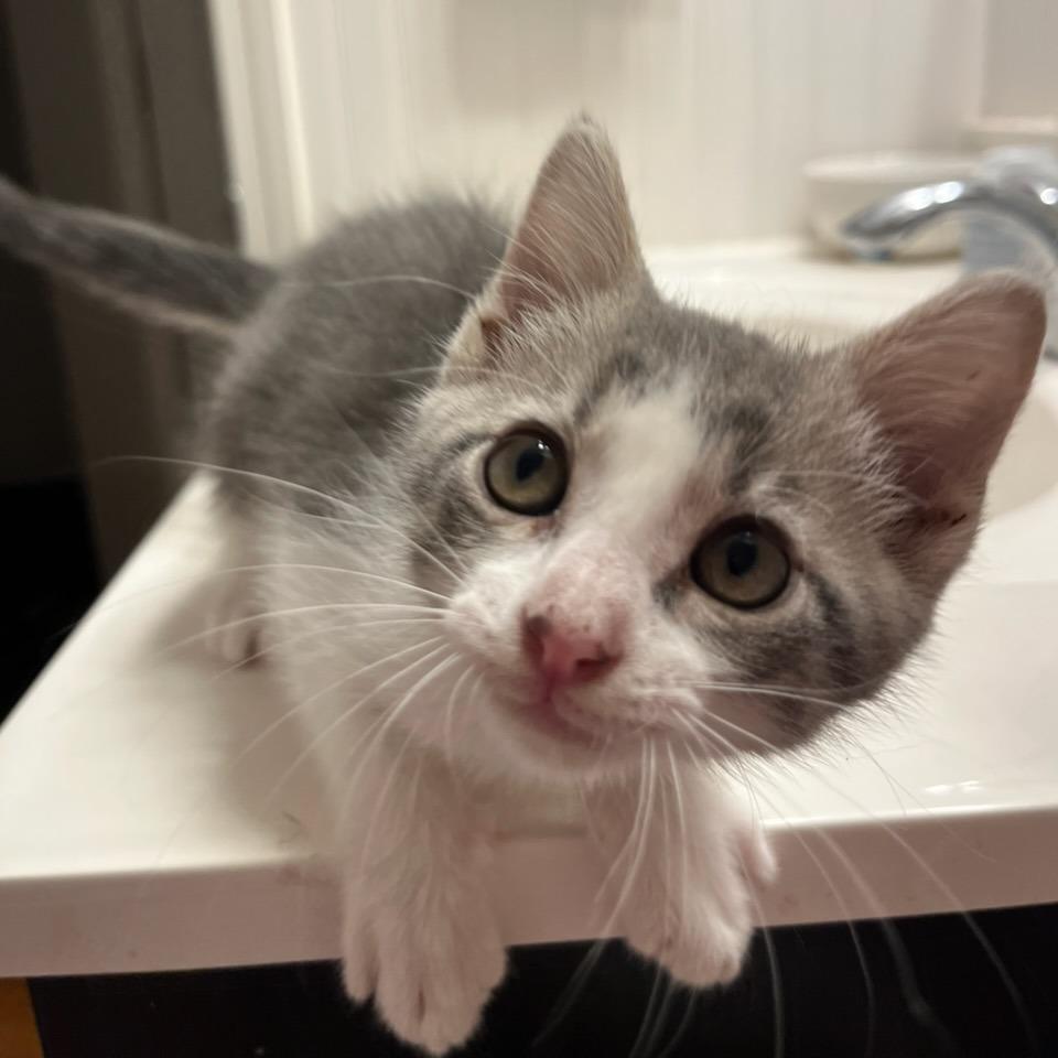 Enlarge Fable-C, a Adoptable Domestic Short Hair in East Saint Louis, IL image 3/5