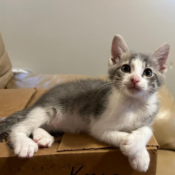 Enlarge Fable-C, a Adoptable Domestic Short Hair in East Saint Louis, IL image 4/5