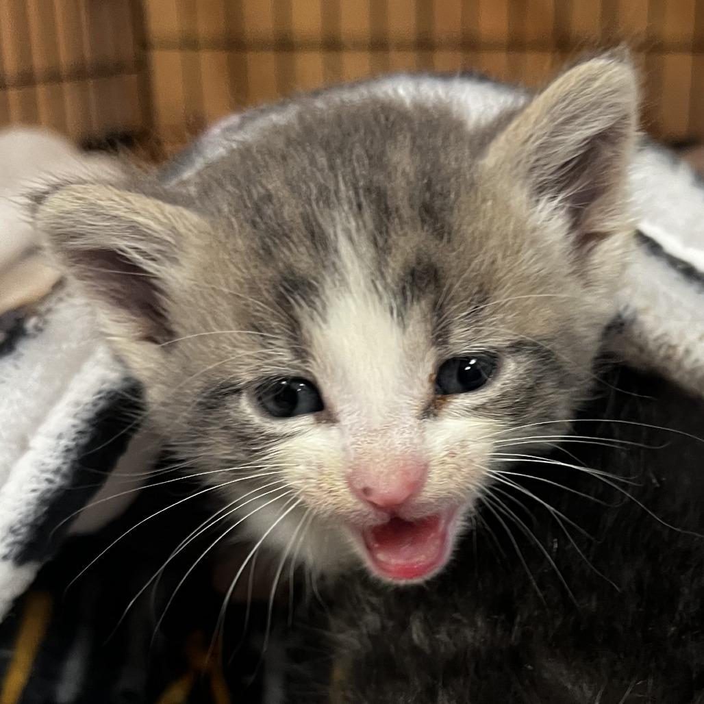 Enlarge Fable-C, a Adoptable Domestic Short Hair in East Saint Louis, IL image 5/5