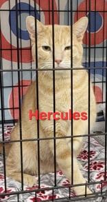 Hercules, Adopted, Adult Male Domestic Short Hair.