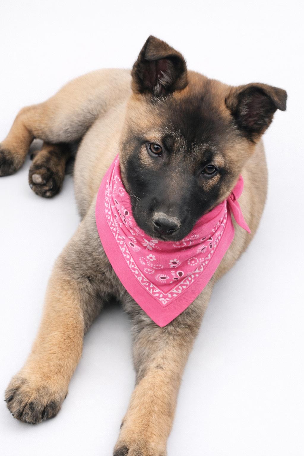 MIYA GS — thumbnail 3