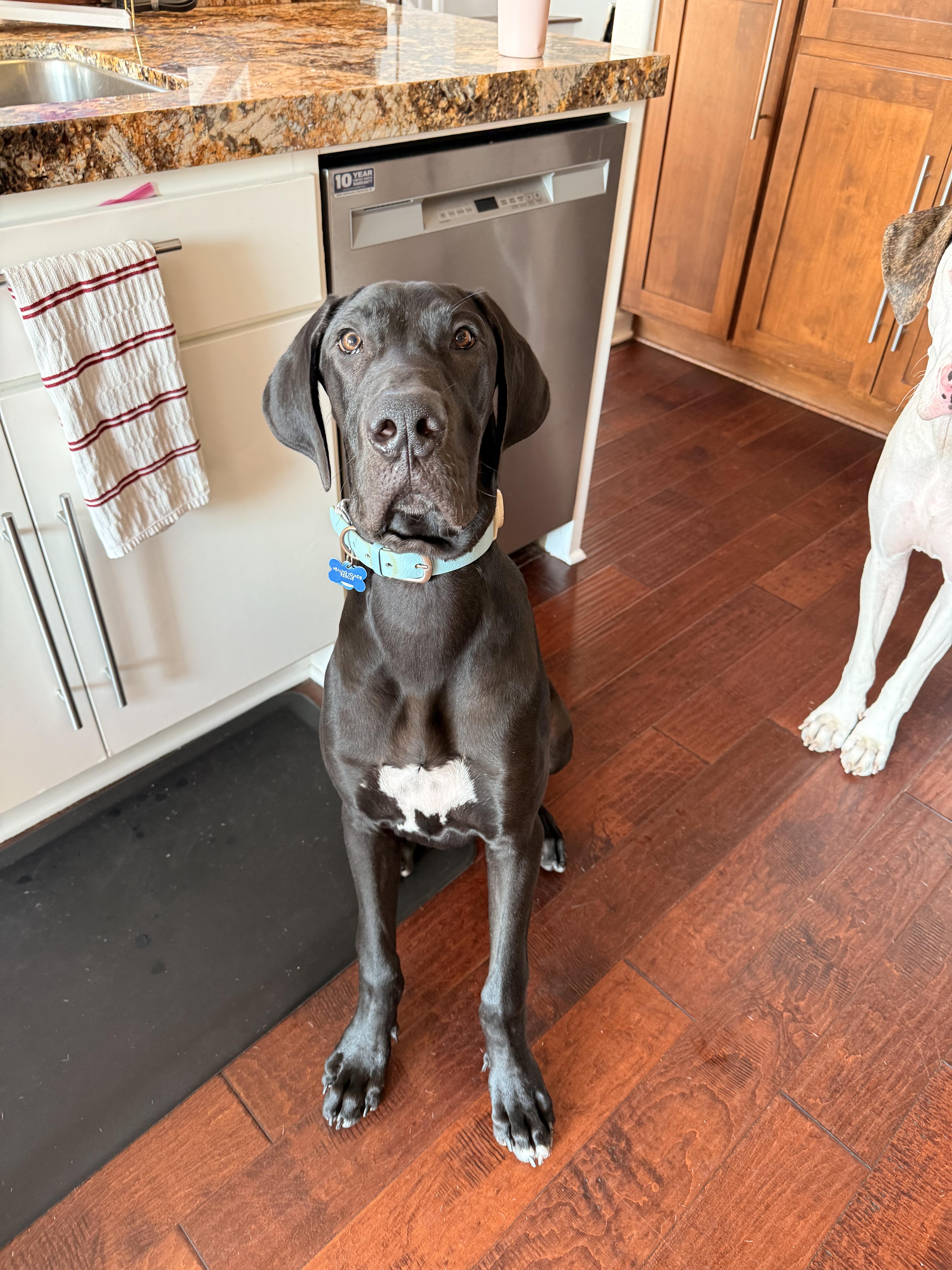 Louie