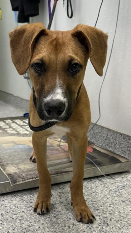 Gunner - 1, Adoptable, Young Male Mixed Breed & Mixed Breed.